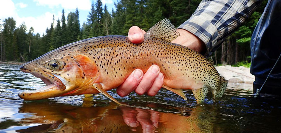 Czym skusić pstrągi do brania czyli sezon pstrągowy - skuteczne przynęty – Przewodnik Spinningisty na Sezon 2024